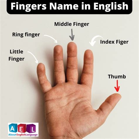 fingern english